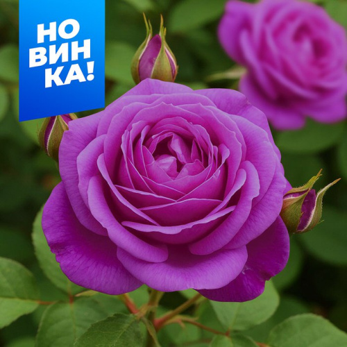 Роза Парфюм де Рев