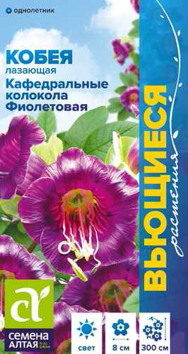 Кобея Кафедральные колокола фиолетовая