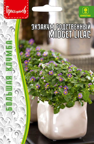 Экзакум Миджет Лиловый  (Midget Lilac) родственный