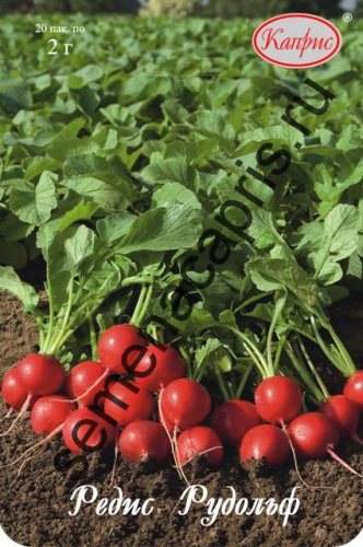 Редис Рудольф/1шт