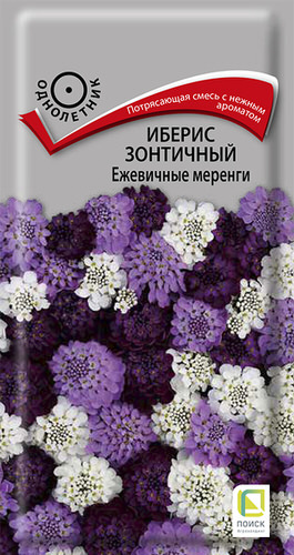 Иберис Ежевичные меренги зонтичный