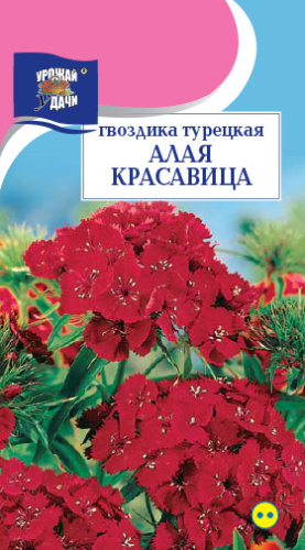 Гвоздика Турецкая Алая Красавица