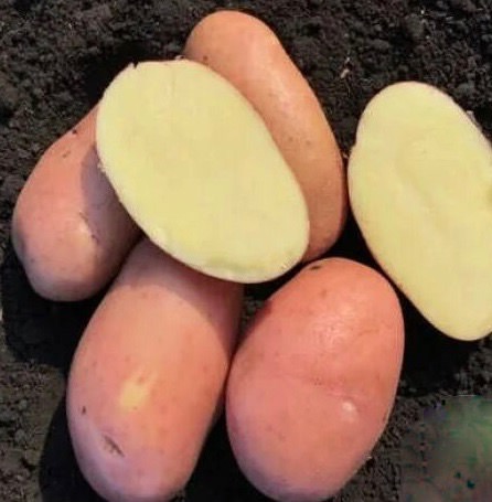 Картофель семенной Гранд 2кг (Суперэлита)/10