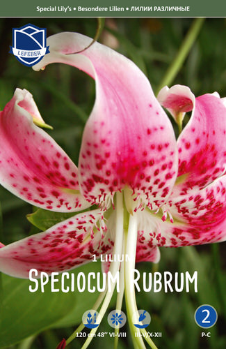 Лилия  speciosum Rubrum /1шт