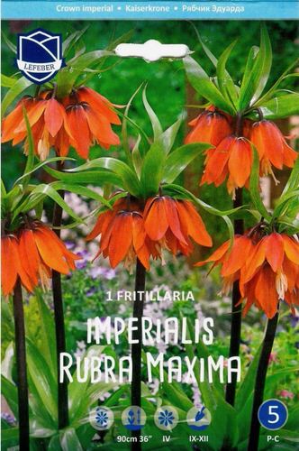 Рябчик Империалис Рубра /1шт