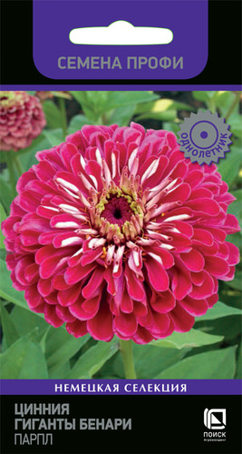 Цинния Гиганты Бенари  Парпл