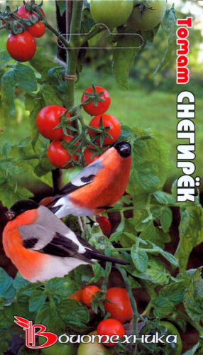 Томат Снегирек 