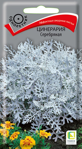 Цинерария Серебряная