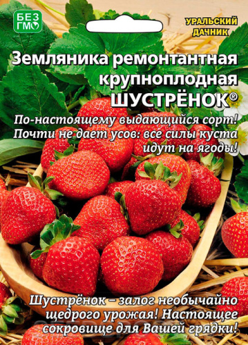Земляника Шустрёнок ремонтантная 
