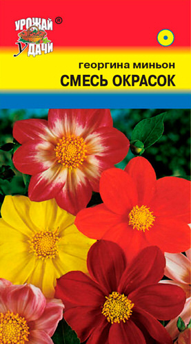 Георгина Миньон, смесь 