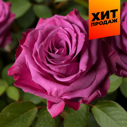 Роза Блуберри