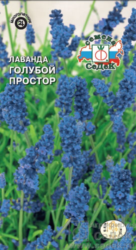 Лаванда Голубой простор 