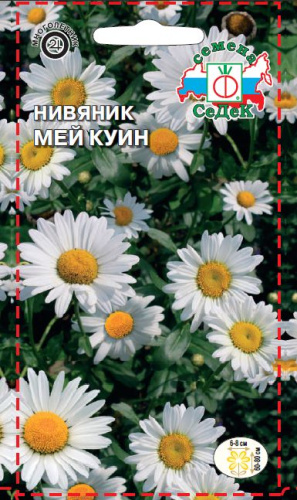 Нивяник (хризантема) Мей Куин