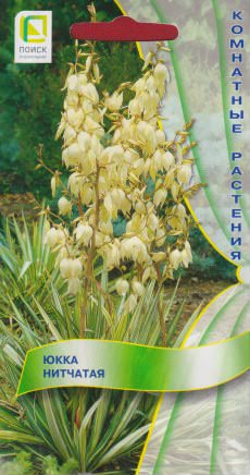 Юкка нитчатая 