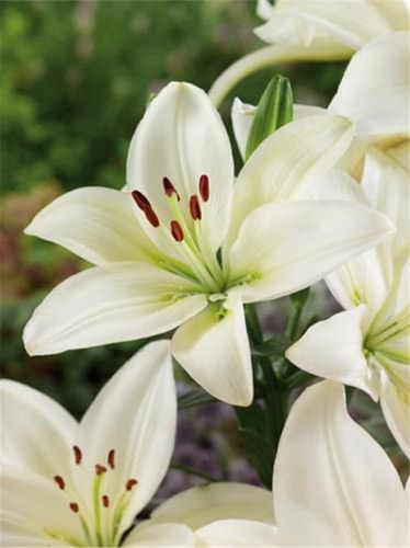 Лилия Доросо /3шт