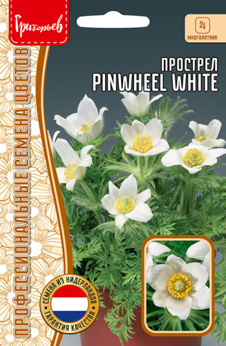 Прострел Pinwheel White