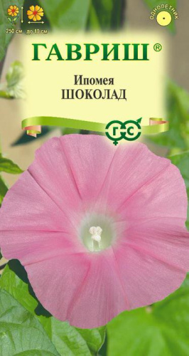 Ипомея нил Шоколад 