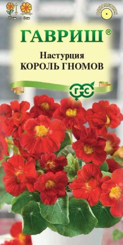 Настурция Король Гномов 