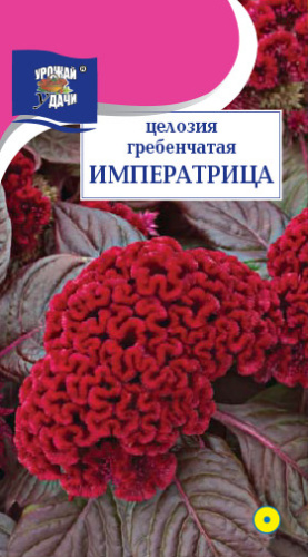Целозия Императрица гребенчатая 