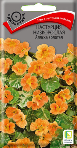 Настурция низкорослая Аляска золотая