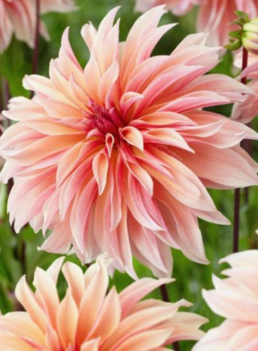 Георгина Лабиринт /1шт