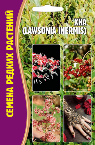 Хна (Lawsonia inermis)