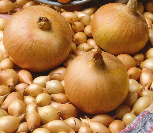 Лук севок Стурон 