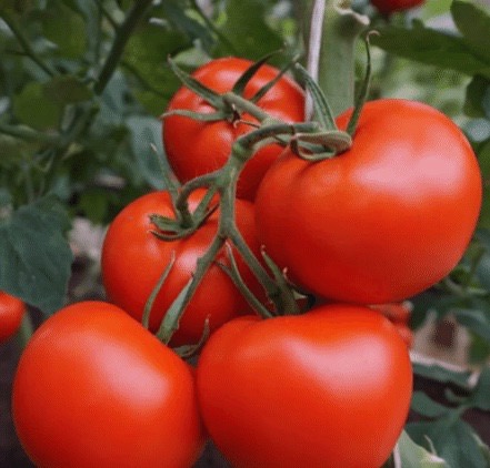 Томат Полбиг F1 1000шт