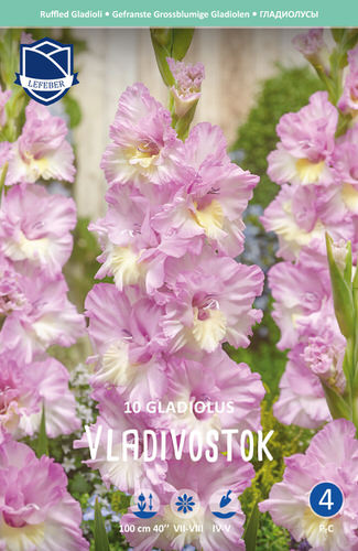 Гладиолус гофрированный Vladivostok /10шт