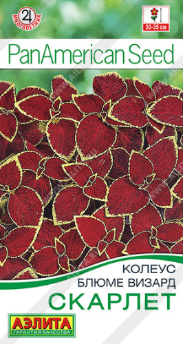 Колеус Скарлет блюме