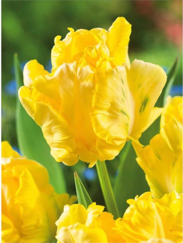 Тюльпан Йеллоу Мадонна /10шт