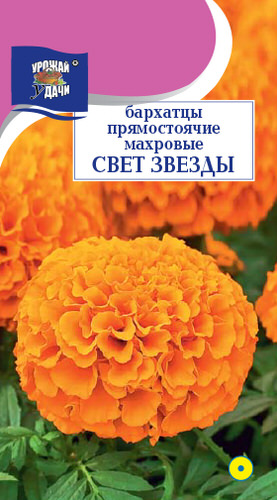 Бархатцы Свет Звезды махр. прямостоячие
