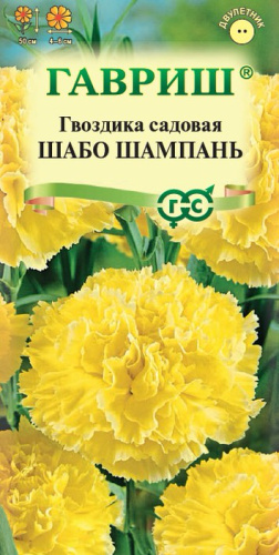 Гвоздика Шабо Шампань 