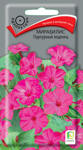 Мирабилис Пурпурный леденец