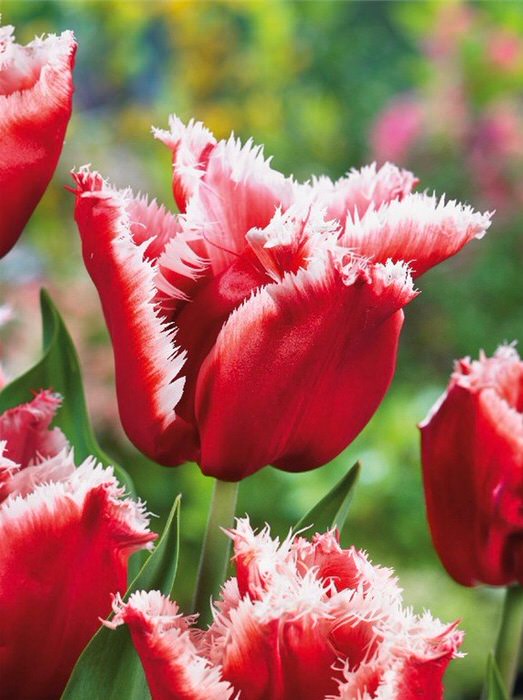 Тюльпан Нью Санта /10шт