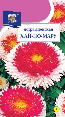 Астра Хай-но-Мару японская помпонная