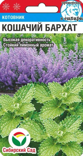 Котовник Кошачий бархат
