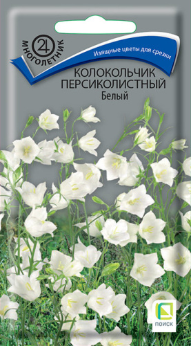 Колокольчик персиколистный Белый