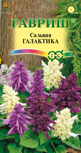 Сальвия Галактика, смесь карликовая