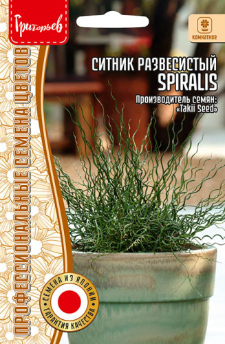 Ситник Spiralis развесистый