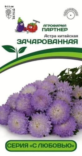 Астра китайская Зачарованная