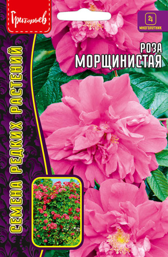 Роза Морщинистая