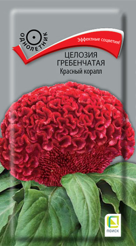 Целозия гребенчатая Красный коралл 