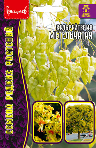 Кельрейтерия Метельчатая