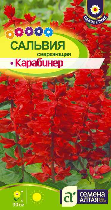 Сальвия Карабинер сверкающая