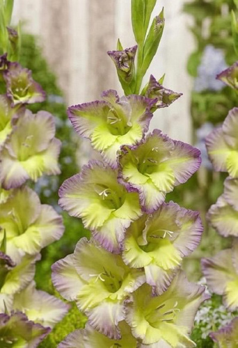 Гладиолус Мунлайт Шэдоу /10шт