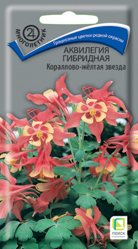 Аквилегия Кораллово-желтая звезда гибридная