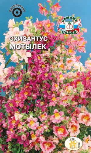 Схизантус визетонский Мотылек 