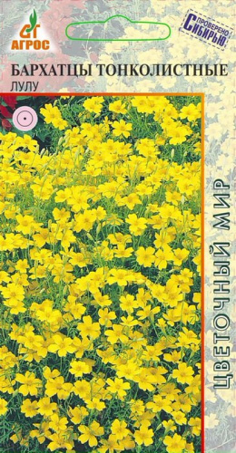Бархатцы Лу Лу