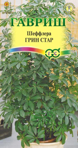 Шеффлера Грин Стар 